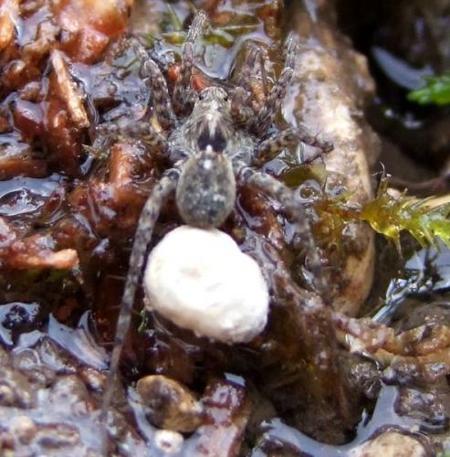 Pardosa hortensis